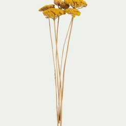 Botte d'achilée séchée H55cm - jaune