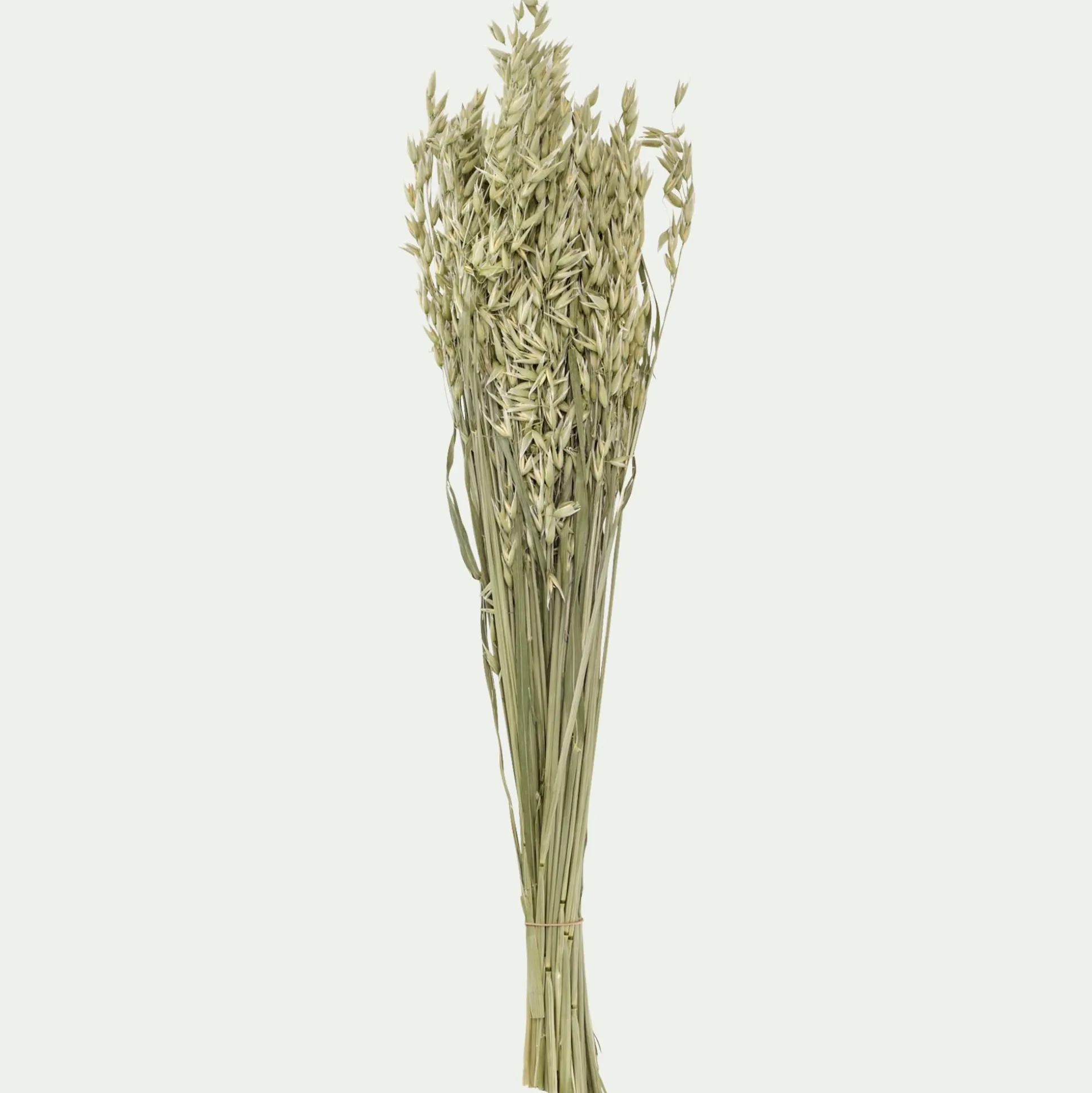 Botte d'avoine séchées 50cm - blanc
