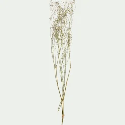 Botte de gypsophiles séchées 50cm - blanc