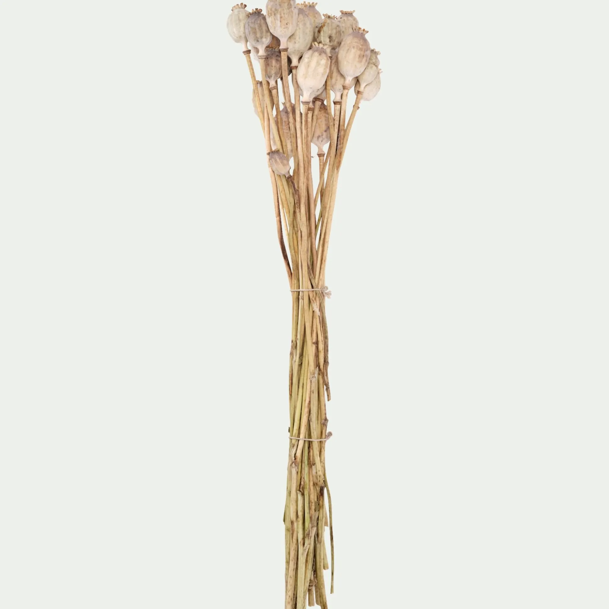 Botte de pavots séchés 50cm - blanc