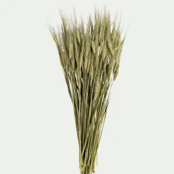 Botte d'orge sechée 55cm - naturel