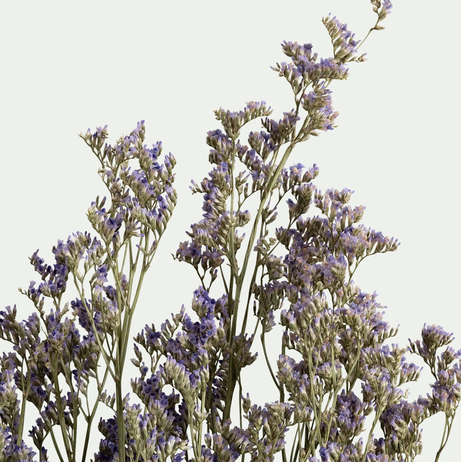 Bottes de saladelles sinuées séchées 55cm - violet