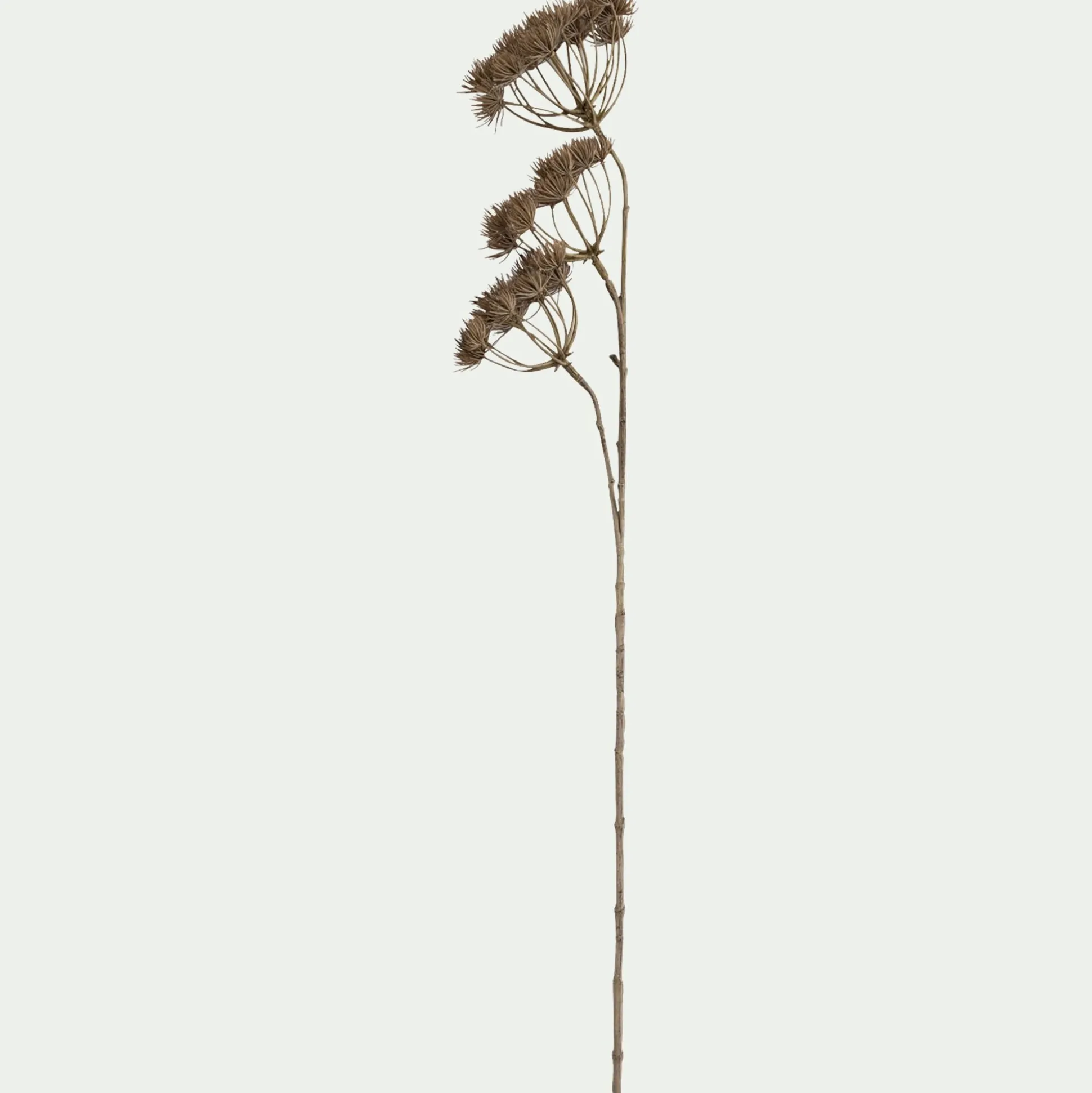 Branche d'Heracleum artificielle H109 - marron