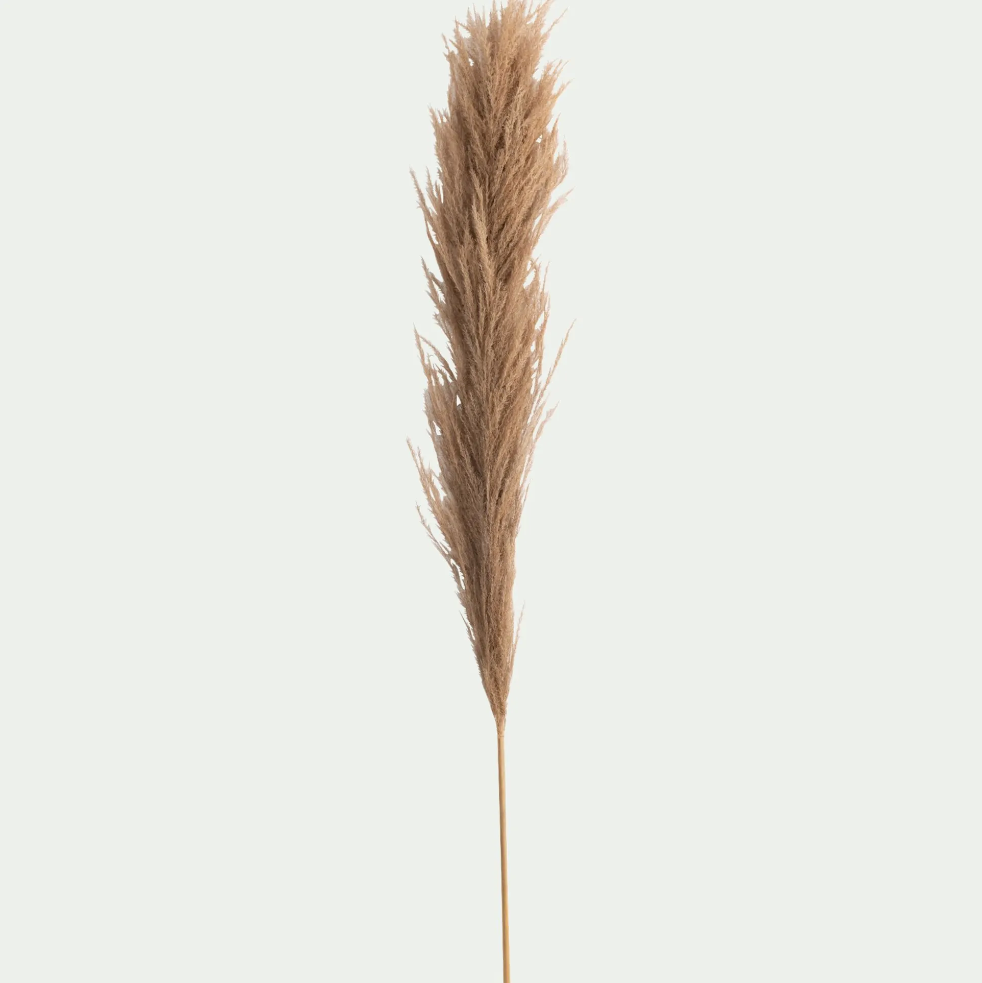 Herbe de pampa séchée - naturel H160 cm