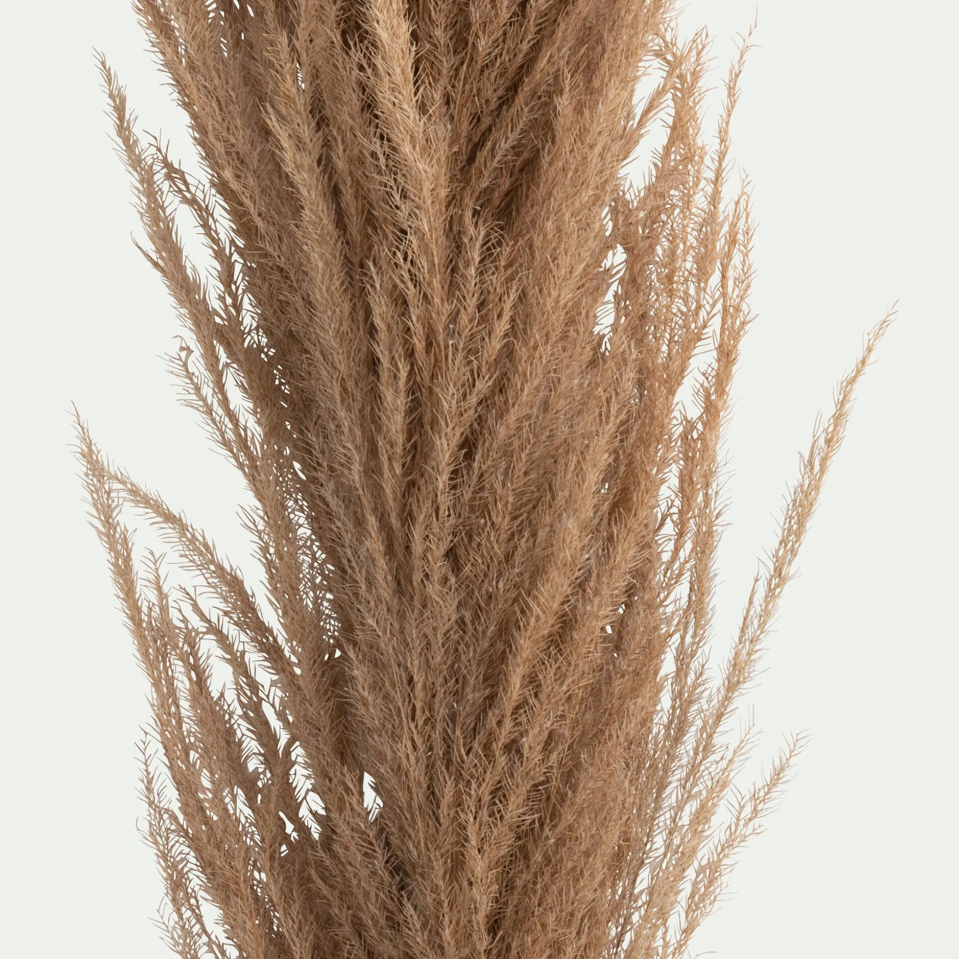 Herbe de pampa séchée - naturel H160 cm