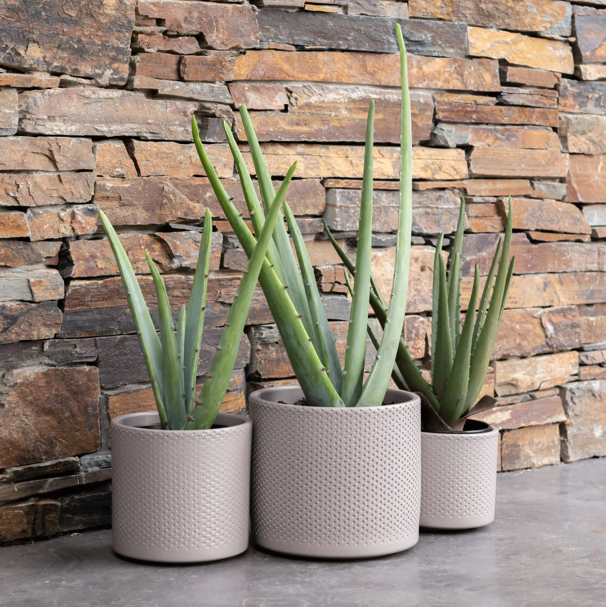 Plante artificielle aloe - vert H52cm
