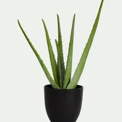 Plante artificielle aloe - vert H52cm